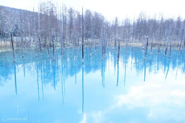 白金青い池（美瑛） Shirogane Aoiike pond, Biei, Hokkaido