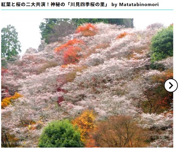【RECOTRIP】紅葉と桜の二大共演！神秘の「川見四季桜の里」