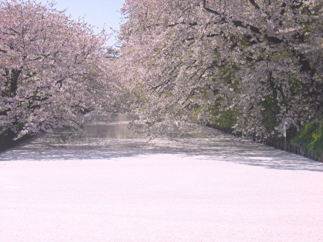 【桜＆花の絶景】第2位　弘前城の花筏