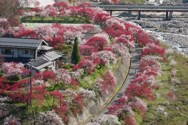 【桜＆花の絶景】第5位　阿智村の花桃