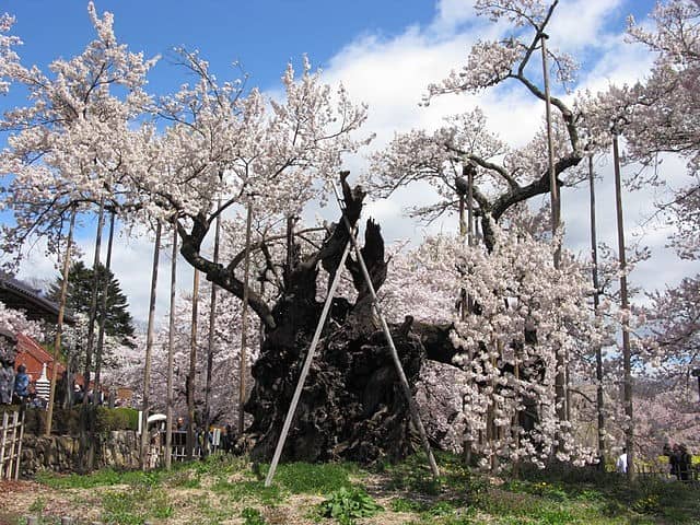 【桜＆花の絶景】第6位　山高神代桜