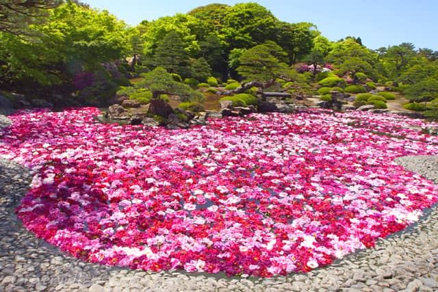 【桜＆花の絶景】第7位　由志園の池泉牡丹