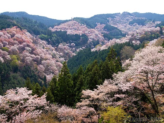 【春の世界遺産の絶景】第1位　吉野山の桜