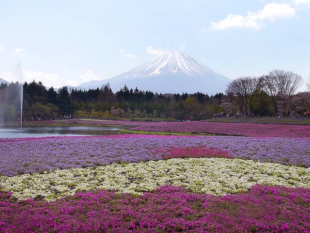 【春の世界遺産の絶景】第2位　富士芝桜まつり