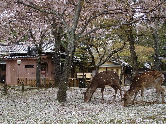 【春の世界遺産の絶景】第4位　奈良公園の鹿