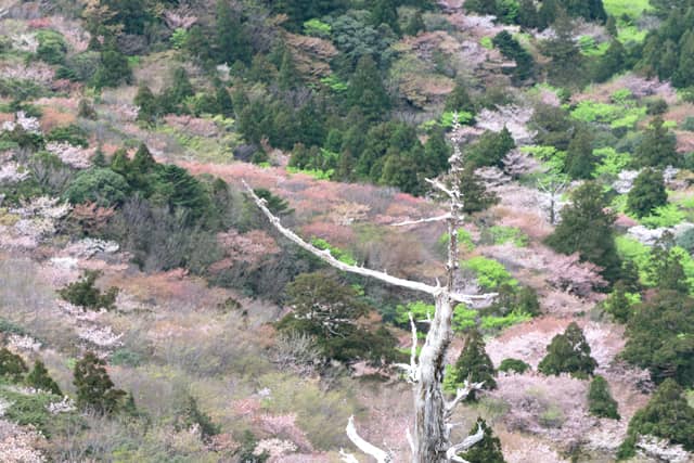 【春の世界遺産の絶景】第5位　屋久島のカラフルな春の山