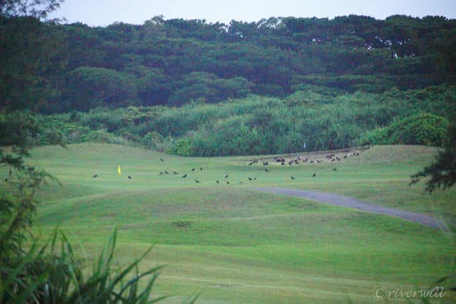 ゴルフ場から聞こえるクジャクの鳴き声（星野リゾート　リゾナーレ小浜島 Hoshino Resort Resonare Kohamajima in Kohama island, Okinawa）