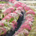【Twitter】花桃の里と青梅のつつじ寺、三峯神社参拝の旅（2023/04/20～04/21）