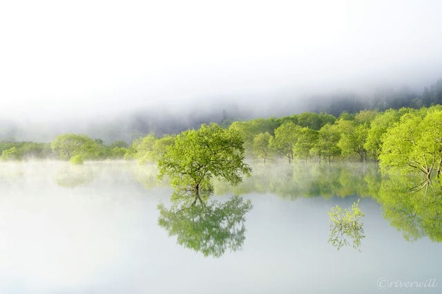 白川湖の水没林 The submerged forest, Shirakawa Lake, Iide town, Yamagata pref