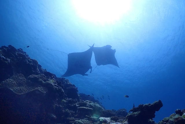 川平湾マンタスクランブル（石垣島） Manta Diving in Ishigakijima island