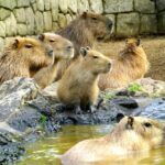 【Twitter】伊豆シャボテン動物公園と静岡の絶景をめぐる旅（2023/06/05～06/06）