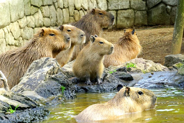 伊豆シャボテン動物公園のカピバラさんたち Capybaras in Izu Shaboten Zoo, Ito-shi, Shizuoka pref