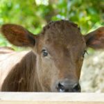 【TABIPPO】牛たちとともに「黒島時間」を。知られざるハートアイランドでのんびり島さんぽ
