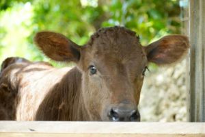 【TABIPPO】牛たちとともに「黒島時間」を。知られざるハートアイランドでのんびり島さんぽ
