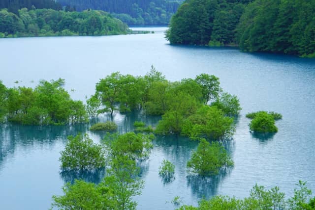 秋扇湖の水没林（秋田県）Shusen Lake Submerged Forest