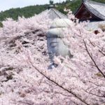 【Twitter】京都京丹波地方と奈良の桜の名所をめぐる旅（2024/4/4～4/7）