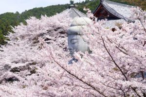 【Twitter】京都京丹波地方と奈良の桜の名所をめぐる旅（2024/4/4～4/7）