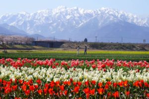 【Twitter】北陸3県（富山、石川、福井）の春の風物詩をめぐる旅（2024/4/9～4/12）