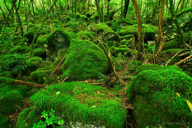 【TABIPPO】緑の絶景に癒されたい！雨こそ映える、美しい苔スポット【15選】