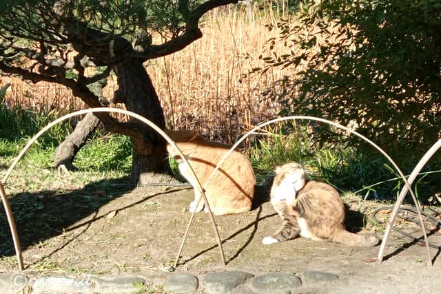 野良猫たち in 横浜 三溪園