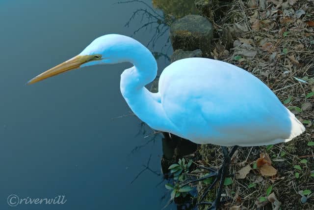 シロサギ in 横浜 三溪園