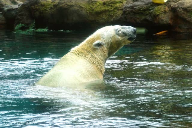 シロクマ in よこはまズーラシア