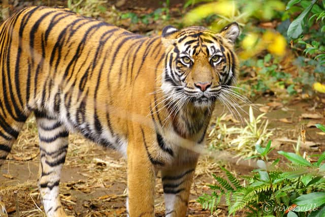 スマトラトラ in よこはまズーラシア