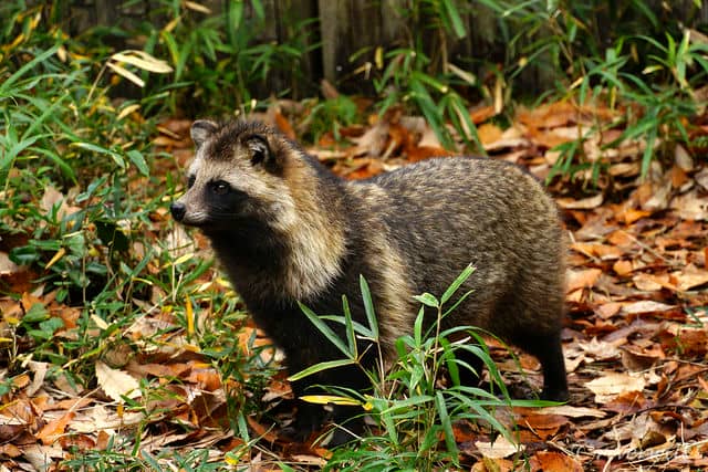 ニホンタヌキ in よこはまズーラシア