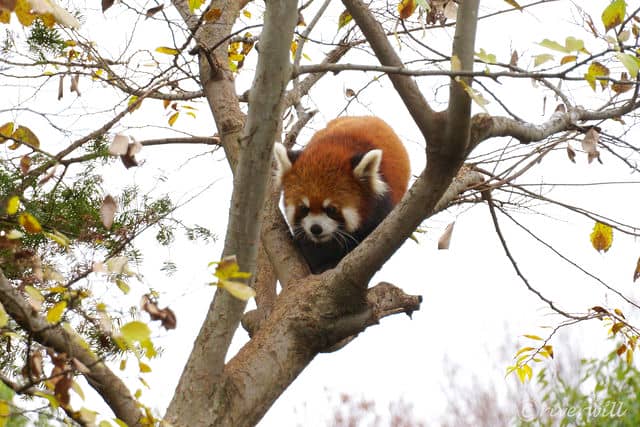 レッサーパンダ in よこはまズーラシア