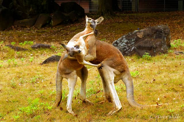 カンガルーたち in よこはまズーラシア