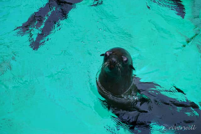 アシカ in よこはまズーラシア