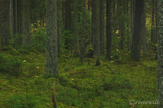 ウェルネスリゾート「ZEADLEJAS(ジードレヤス)」敷地内で見つけた苔モフスポット
