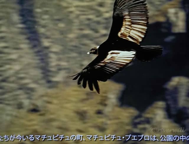 アンデスといえば”コンドル”