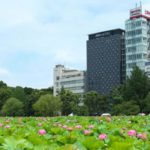 【LIVE JAPAN】上野・谷根千観光に便利なホテル10選｜駅近で快適に過ごせる優良ホテルを厳選