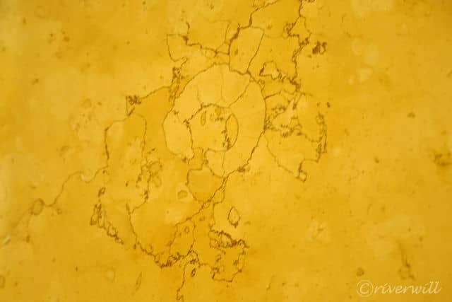 【ヨコハマ グランド インターコンチネンタル ホテル】1階ロビー周辺の大理石に眠るアンモナイトの化石